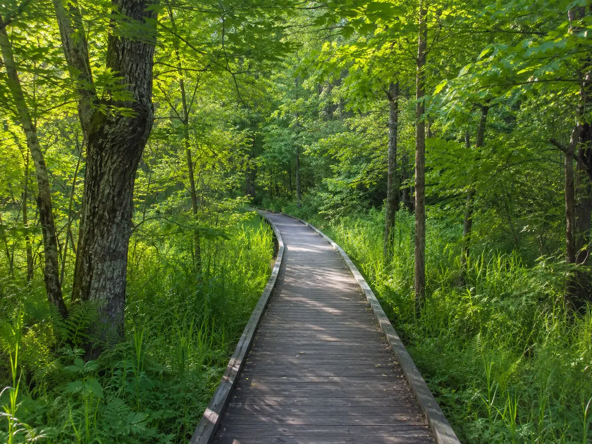 Limberlost Trail in Shenandoah National Park